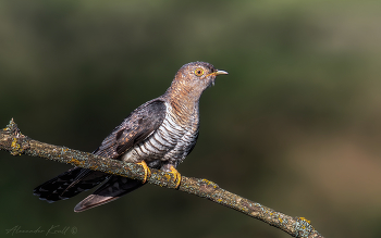 Матросик / Обыкновенная кукушка (самец).