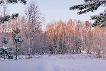 Январским днём. / Томская область.