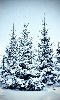 Зима на дворе / Белое на зелёном