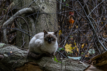 &nbsp; / Жил был кот, был хозяин, был дом. Дом старый, хозяин старый, дом снесли, хозяина нет. Кот 😺 остался...