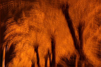 &nbsp; / Обледенелые ветви деревьев освещённые рекламой