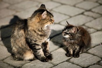 Мамуля моя. / Кошки дворовые.