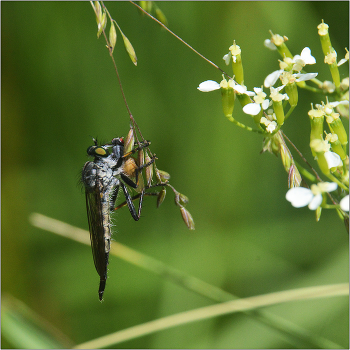Разнотравье. / Когда окружение становиться ненужным элементом.
