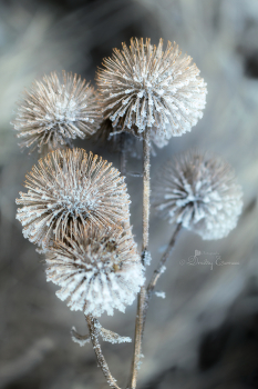 В тишине морозного утра... / ***