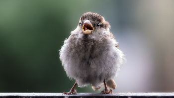Я орёл! Только маленький.... / ***