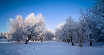 Иней на деревьях / Снято в январе 2026
