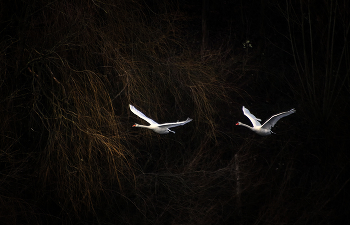 Ой летiли дикi гуси / ***