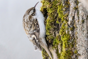 Обыкновенная пищуха / Птица на коре