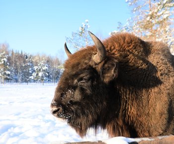 Зимний портрет / ***