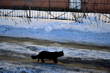 Черный кот / ***