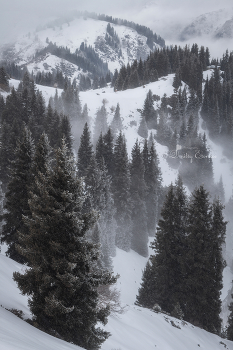 Шёпот вечных елей / Плато Кимасар 
Заилийский Алатау