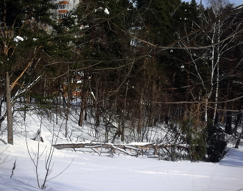 Драма снежной зимы / Сосна упала на замёрзший пруд под грузом снега. Видны вывороченные корни... Одна из красавиц на этом берегу...