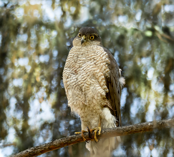Красавчик! / Ястреб перепелятник.