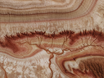 Древо жизни / Урочище Кызылкуп. Мангистауская область. Казахстан. 17 апреля 2025