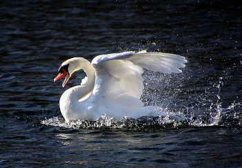 Весенний клич / ***