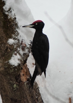 чем он держится ? / ***