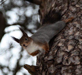 лапы мерзнут / ***