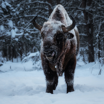 Знакомьтесь, Джо Браун, или Коричневый Ваня Калужский / Деревня Ягодное. ГПЗ "Калужские засеки". Калужская область. 18 января 2026