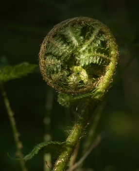 Весенний папоротник / Лесной сюжет
