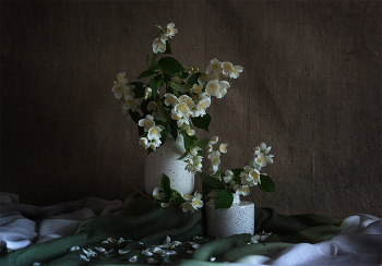 Жасмин роняет лепестки... / 16-06-25.