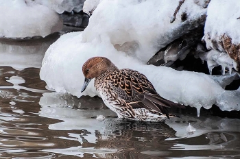 Шилохвость (самка). / Скучает по весне.