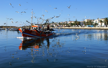 С уловом... / Португалия, Альгарве, Lagos 

Возвращение рыбаков после утренней путины.
(Туча чаек, сопровождающих судёнышко, намекает на то, что рыбалка удалась...