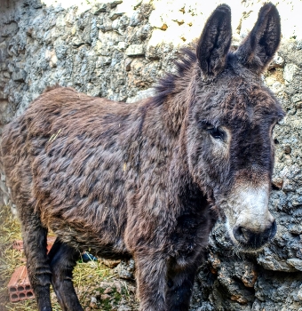 &nbsp; / Vandellós - Masies Castelló (ruc) - Baix Camp