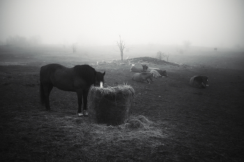 Ленивый апрель. / ***