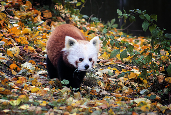 Малая панда / ***