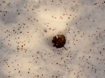 Жизнь вокруг / ***