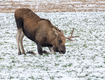 На озимых. / Съёмка была сложная, но незабываемая. Лоси паслись на поле в абсолютной темноте, их было много, с рассветом они стали уходить в лес, потому, начинала снимать, понимая, что добиться приличного результата будет непросто. Хотелось снять, пока они все не ушли, а ещё, они видели меня и отходили на другой конец поля.

https://photocentra.ru/work/1123237?id_auth_photo=38292
https://photocentra.ru/work/1066712?id_auth_photo=38292

Утро было пасмурным, с лёгким туманом, но никогда не забуду.