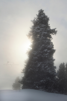 Там, где тишина обретает форму, а облака путаются в иголках тянь-шаньских елей... / Извилистыми нитями троп: путь к небесному пастбищу Кок-Жайляу 
г. Алматы