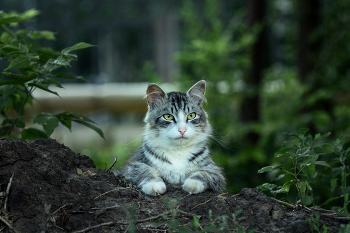 "В дозоре" / Дворовая кошка.