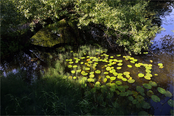 Тихие омуты / ***