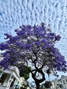 &nbsp; / Unusual cloud pattern, blooming tree
Spring in the city