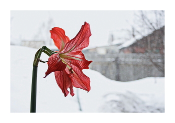 С праздником, милые женщины! / У нас пока только такие подснежники))