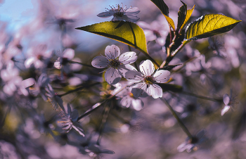 Вишня. / Вишня цветёт во дворе.