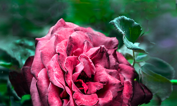 Мои пять копеек к поздравлениям. / Девушкам и женщинам - любви и здоровья !!