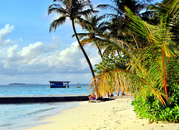 Сидя под пальмой, хорошо наблюдать / Сидя под пальмой, хорошо наблюдать
