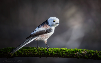 Оглянуться... / Длиннохвостая синица (ополовник).