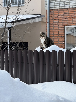 Высоко сижу… / ***