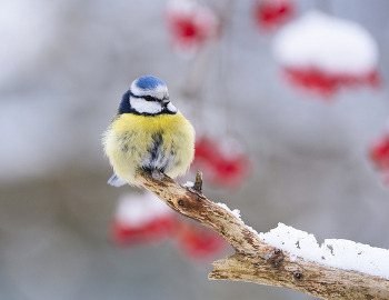Картинка из леса / ***