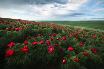 "Степные пионы" / Заросли цветущего пиона тонколистного в Ставропольском крае. Дикий пион занесен в красную книгу