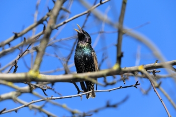 Песня весны / В Москву прилетели скворцы(7.03.26г) весенние птахи.