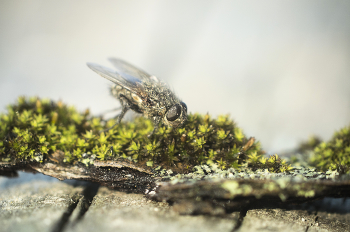 Весеннее пробуждение мухи / ***