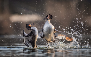 Брызги эмоций / Прошла зима, у больших поганок начался брачный период. Пары разбирают водоемы на участки, где им предстоит охотиться, строить гнездо и растить потомство. Если кто-то из соседей пересекает условную границу участков, то возникает конфликт, в котором более робкий самец предпочитает ретироваться. Но если оба соседа неуступчивы, то будет драка.