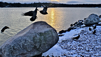 Вороний грай у Большого камня / Берег Финского залива