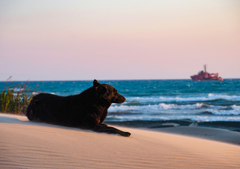 Пес Соленый. / Рожденные в СССР вспомнят этот грустный фильм.