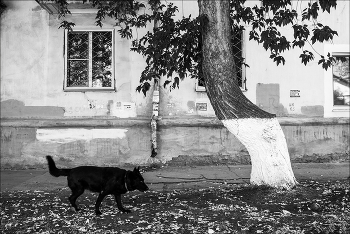 жизнь собачья / ъ