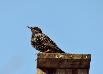 Скворец / весна, птицы